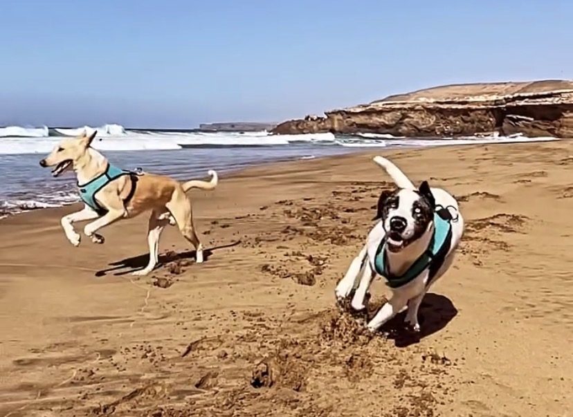 Ocean und Marley am Strand